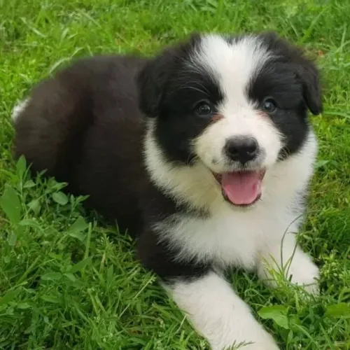 Filhotes de Border Collie | Encanto em quatro patas!