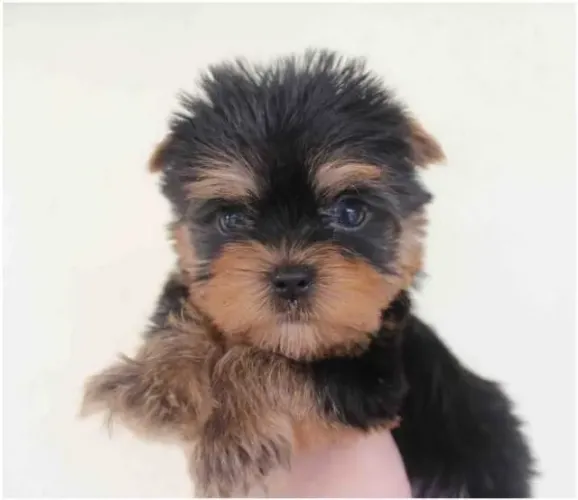 Yorkshire Terrier Entregamos em todo o Brasil, temos todas as raças.