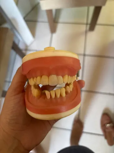 Manequim Odontológico Pronew