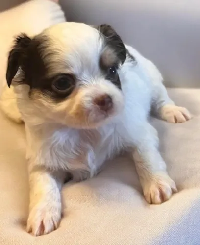 Filhotes de Chihuahua Pequenos, Perfeitos para Apartamentos