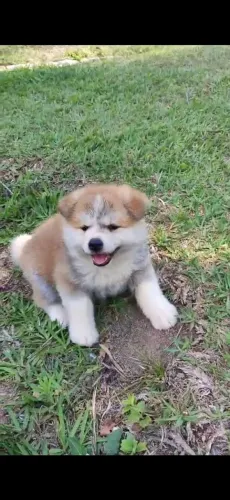 Akita últimas duas fêmeas