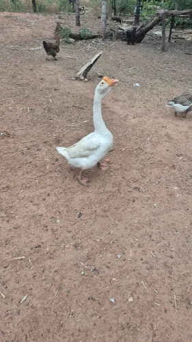 Ganso chinês branco
