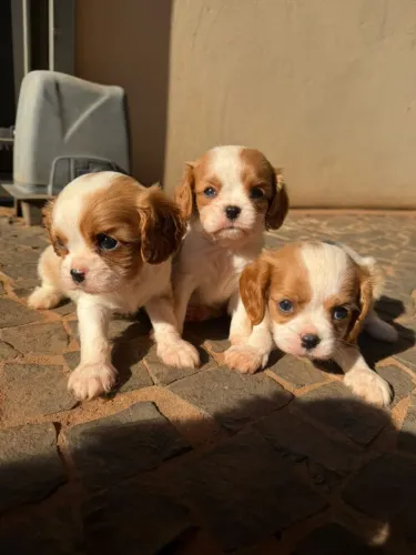 ? CAVALIER KING CHARLES ? LINDOS FILHOTES! ?