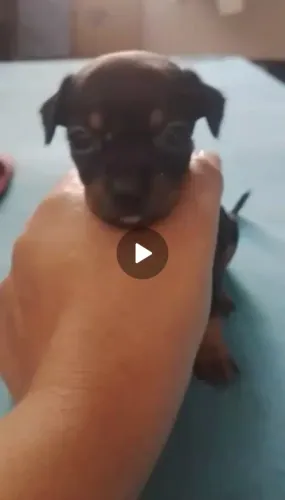 Pinscher Fêmea