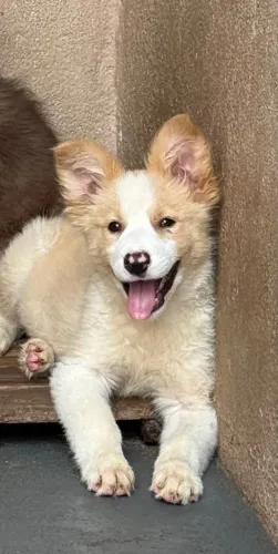 Vende-se Border Collie
