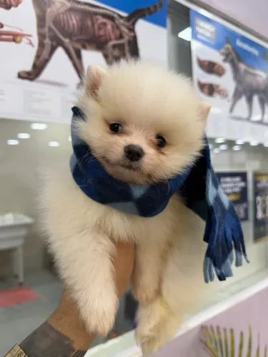 Cachorrinho disponível Spitz alemão