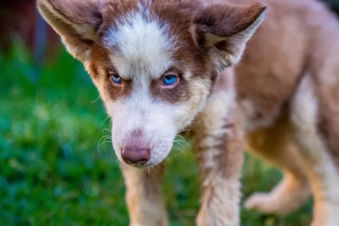 Husky siberiano