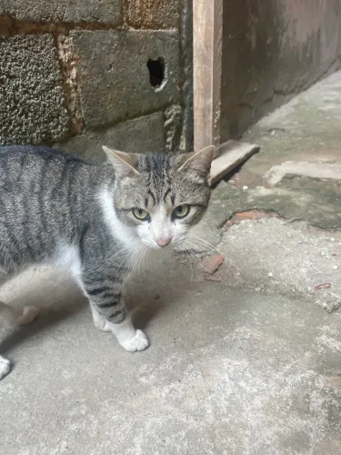 Doação gato
