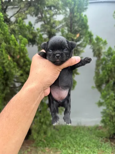 Chihuahua Pêlo Longo Negra Linhagem Russa.