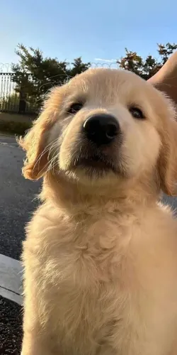 Golden Retriever Um Filhotinho Cheio De Amor Pronto Para Fazer Parte Da Sua História 