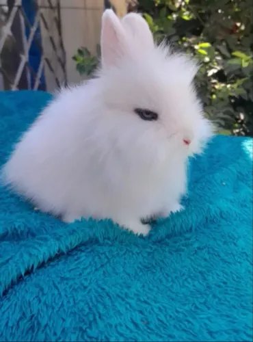 Mini lion