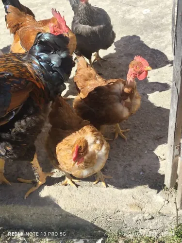 Galinhas de quintal , caipirão e GSB