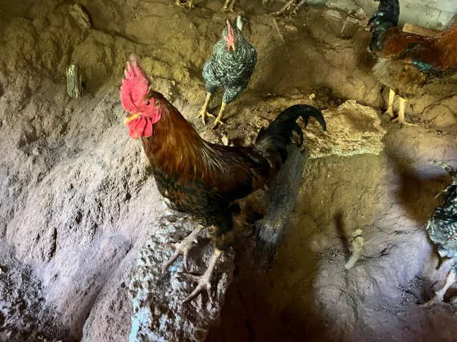 Vende se galos capiras