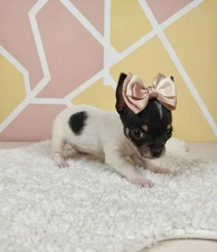 Pequena, Linda e Esperta