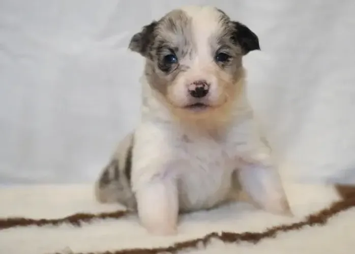 Filhotes de Border Collie | Filhotes de procedência!