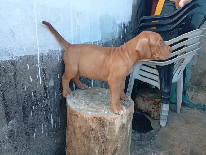 Pit Monster