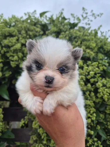 Macho de lulu Merle