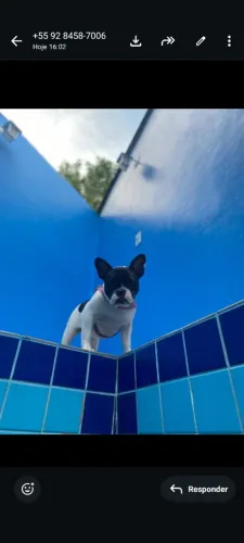 Vendo com urgência bulldog francês fêmea 