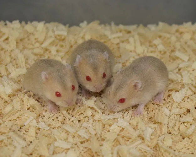 Hamster anão russo