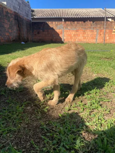 Cachorro bebê para adoção 