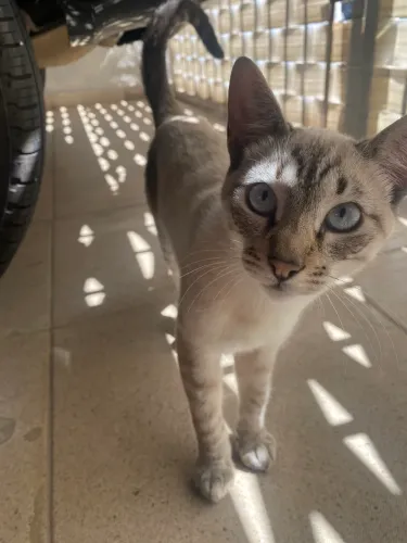 Doação Gatinho 4 meses