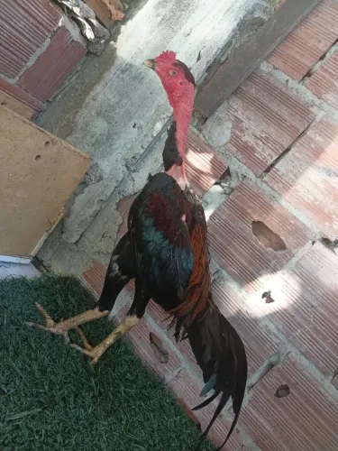 Frango indiano