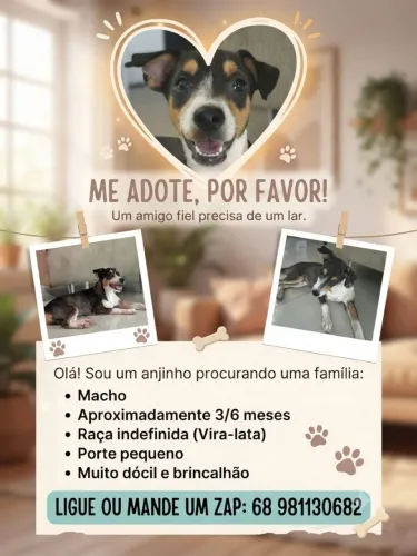 Filhote pra adoção
