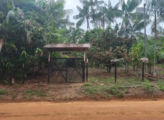 Terreno com Plantação de açaí - Santo Antônio do Tauá 
