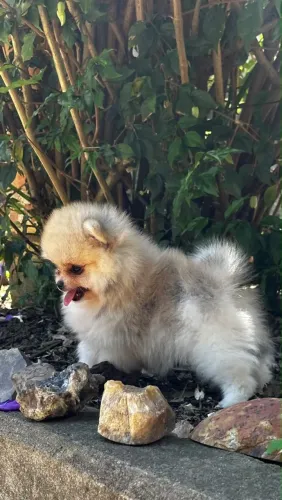 Lulu da pomerânia (Spitz alemão)