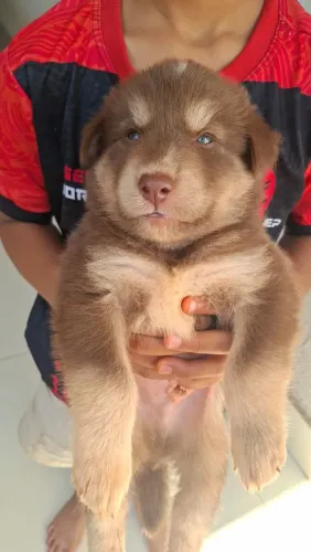 Husk siberiano