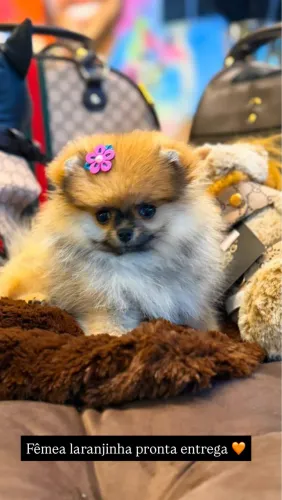 Spitz alemã anã fêmea
