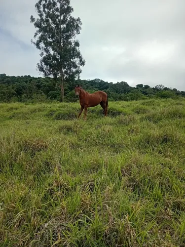 Cavalo 