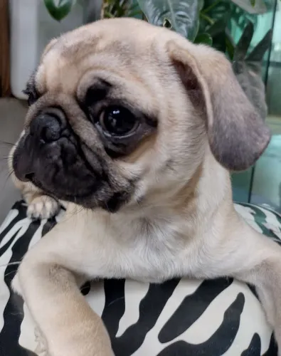Pug