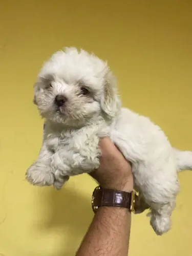 Lhasa Apso puro e muito carinhoso