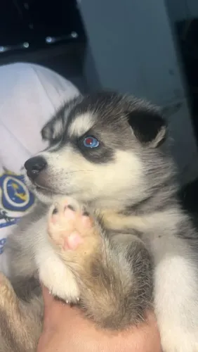Husky siberiano