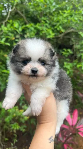 Spitz Alemão Anão Macho 