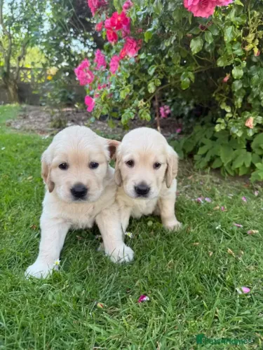 Cãozinho carinhoso e brincalhão Golden Retriever