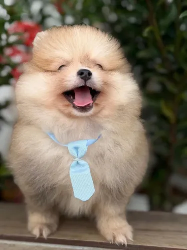 Filhotes de Spitz Alemão Macho 