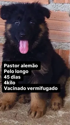 Pastor alemão