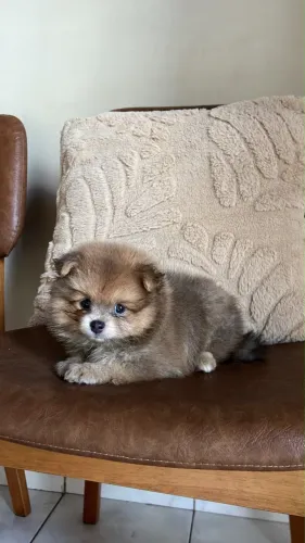 Spitz alemão machinho Filhote