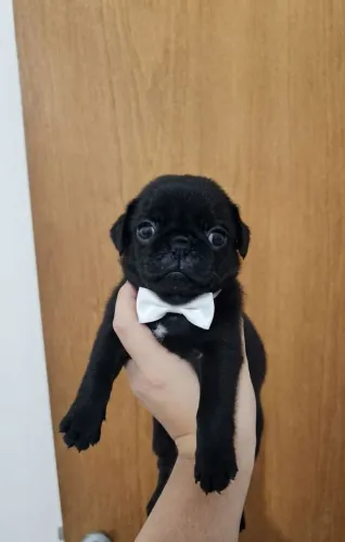 Filhote de Pug macho