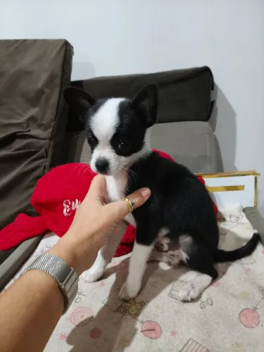 Chihuahua macho