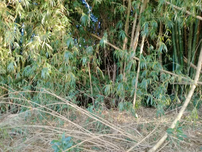 Bambuzal vende