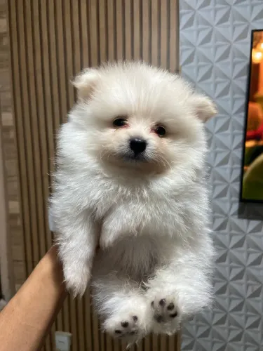 Spitz Alemão