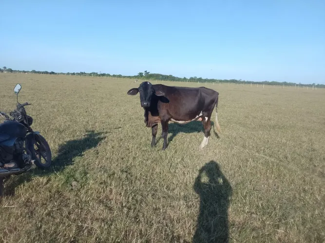 Vaca de leite 