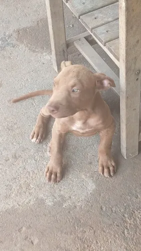 Vende se Pit Bull