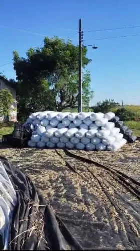 Silagem de cana-de-açúcar 