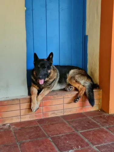 Lindos filhotes de pastor alemão 