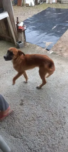 Estou doando um cachorro ? 