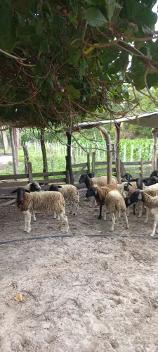 OVELHAS  A VENDA R$ 18,50 O KG VIVO
